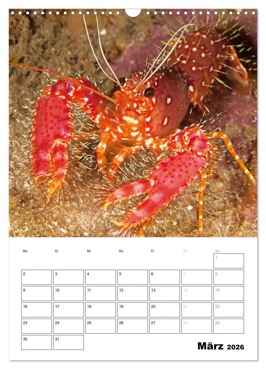 Bild: 9783516599626 | Farbrausch unter Wasser: Fische am Riff (Wandkalender 2026 DIN A3...