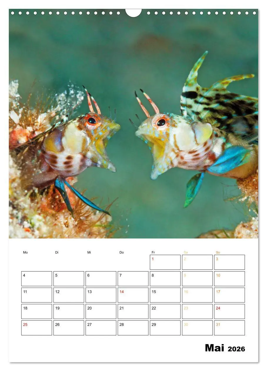 Bild: 9783516599626 | Farbrausch unter Wasser: Fische am Riff (Wandkalender 2026 DIN A3...