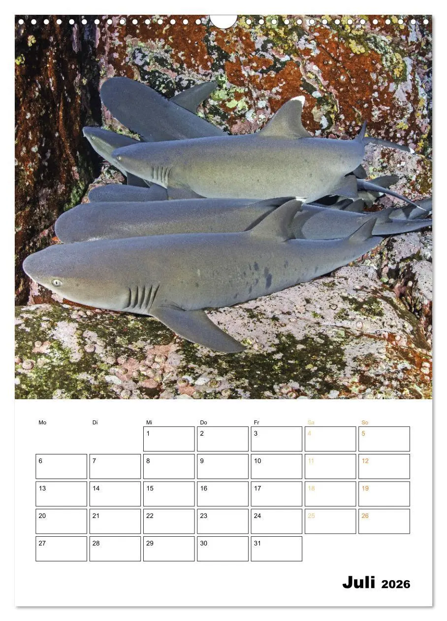 Bild: 9783516599626 | Farbrausch unter Wasser: Fische am Riff (Wandkalender 2026 DIN A3...