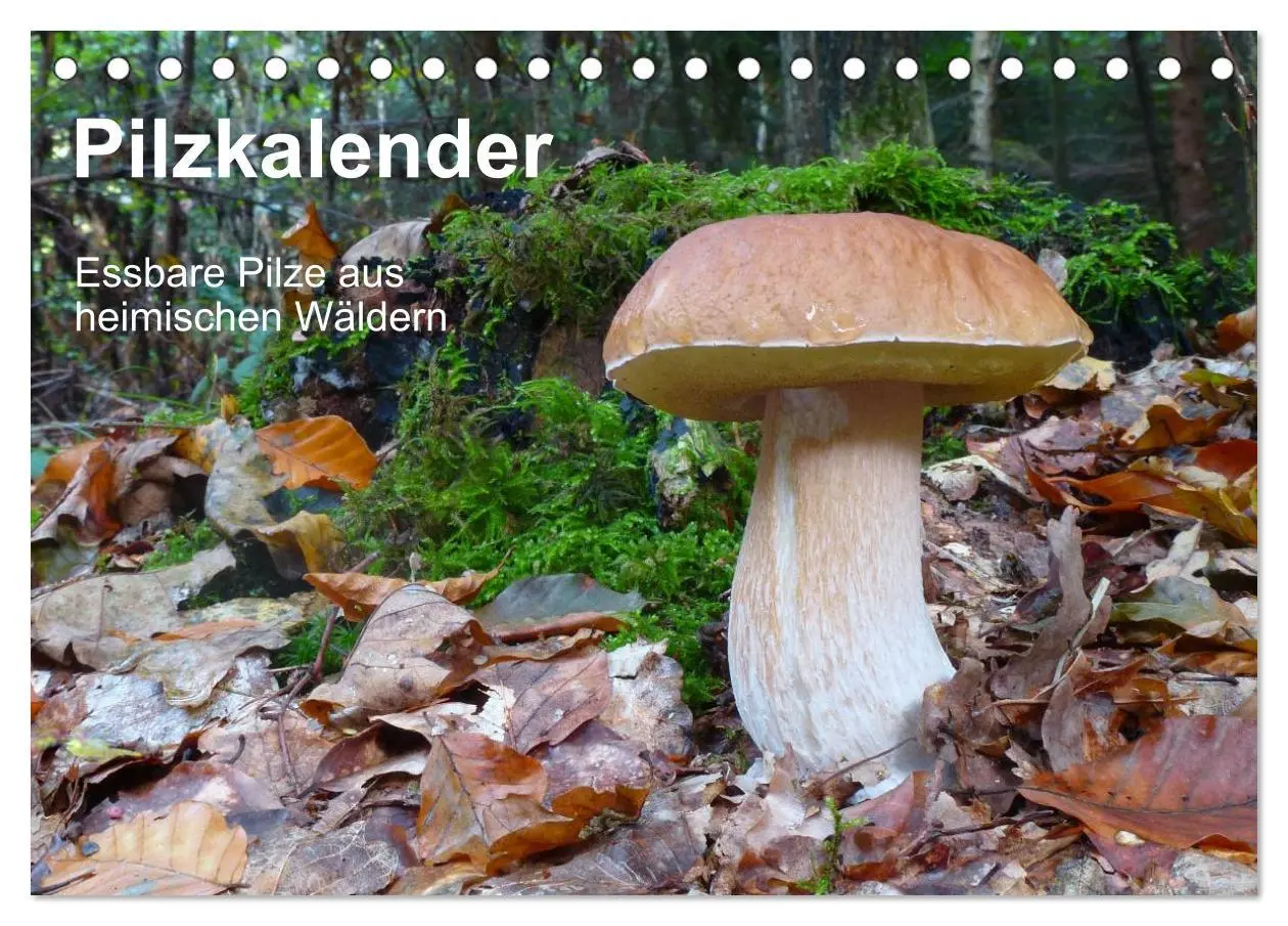 Cover: 9783516109726 | Pilzkalender (Tischkalender 2026 DIN A5 quer), CALVENDO Monatskalender
