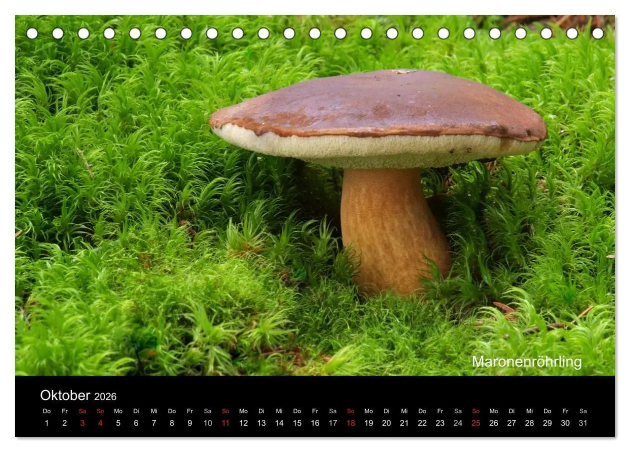 Bild: 9783516109726 | Pilzkalender (Tischkalender 2026 DIN A5 quer), CALVENDO Monatskalender