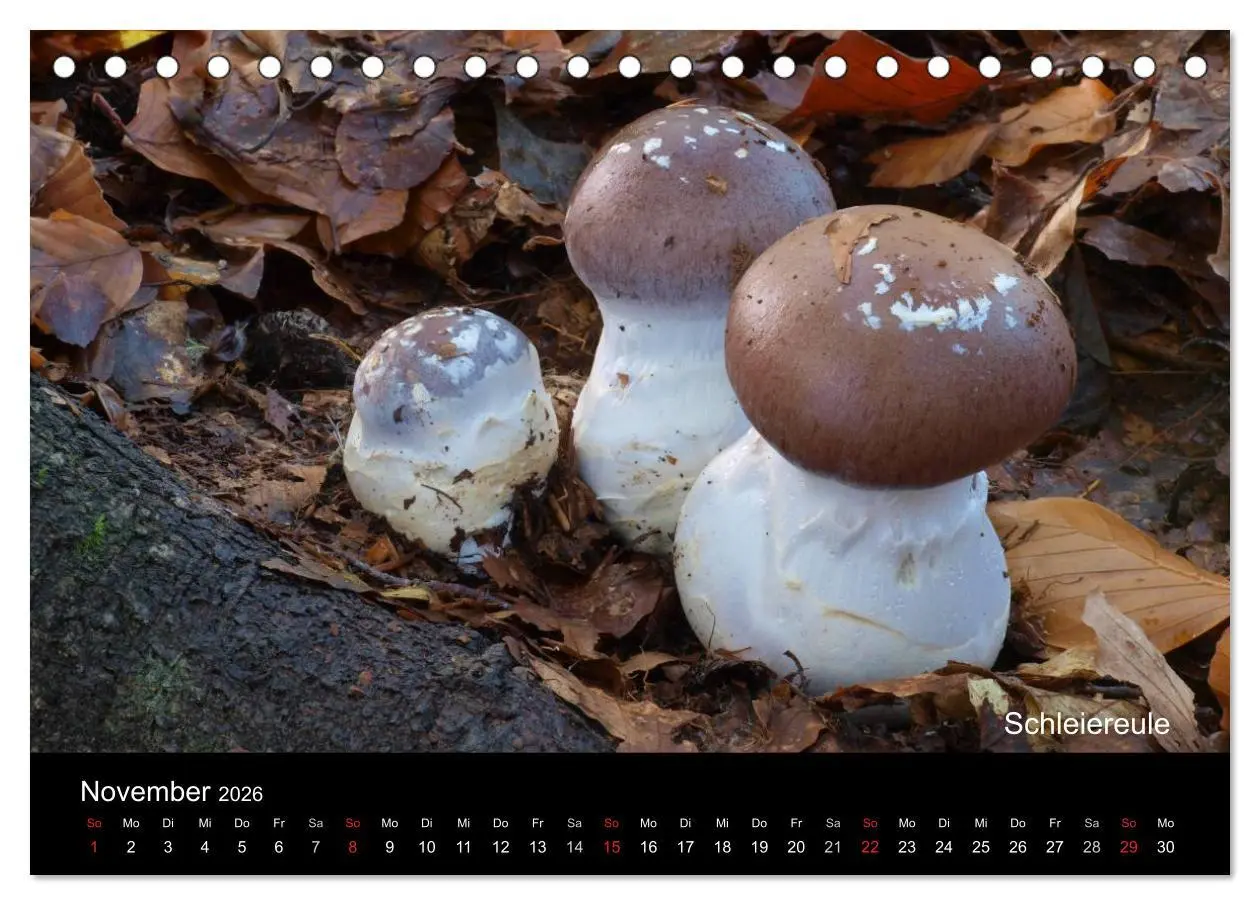 Bild: 9783516109726 | Pilzkalender (Tischkalender 2026 DIN A5 quer), CALVENDO Monatskalender