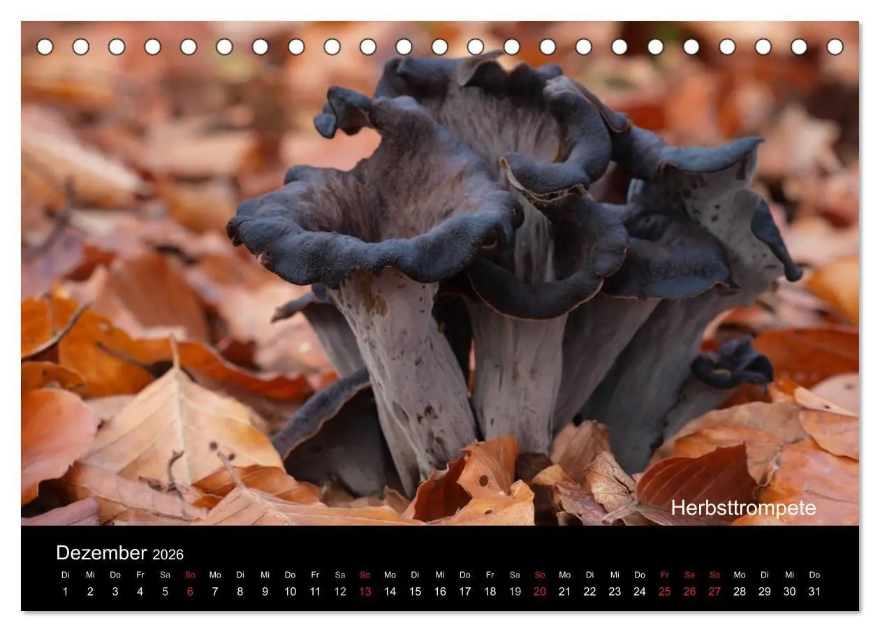 Bild: 9783516109726 | Pilzkalender (Tischkalender 2026 DIN A5 quer), CALVENDO Monatskalender