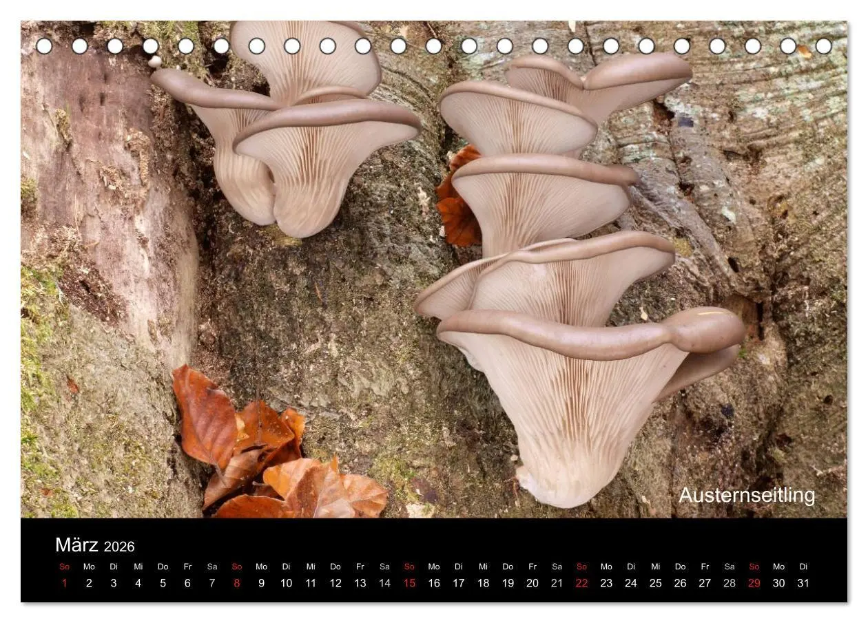 Bild: 9783516109726 | Pilzkalender (Tischkalender 2026 DIN A5 quer), CALVENDO Monatskalender