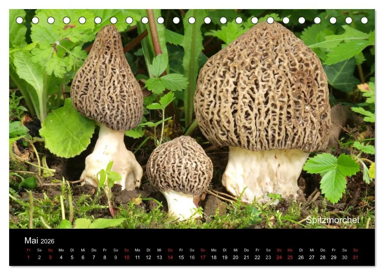 Bild: 9783516109726 | Pilzkalender (Tischkalender 2026 DIN A5 quer), CALVENDO Monatskalender