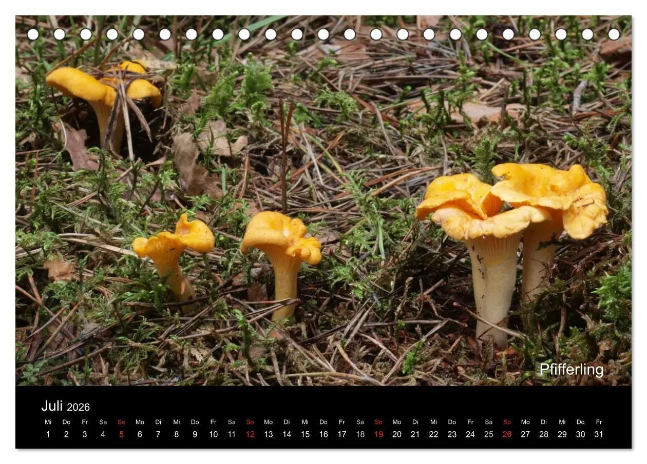 Bild: 9783516109726 | Pilzkalender (Tischkalender 2026 DIN A5 quer), CALVENDO Monatskalender
