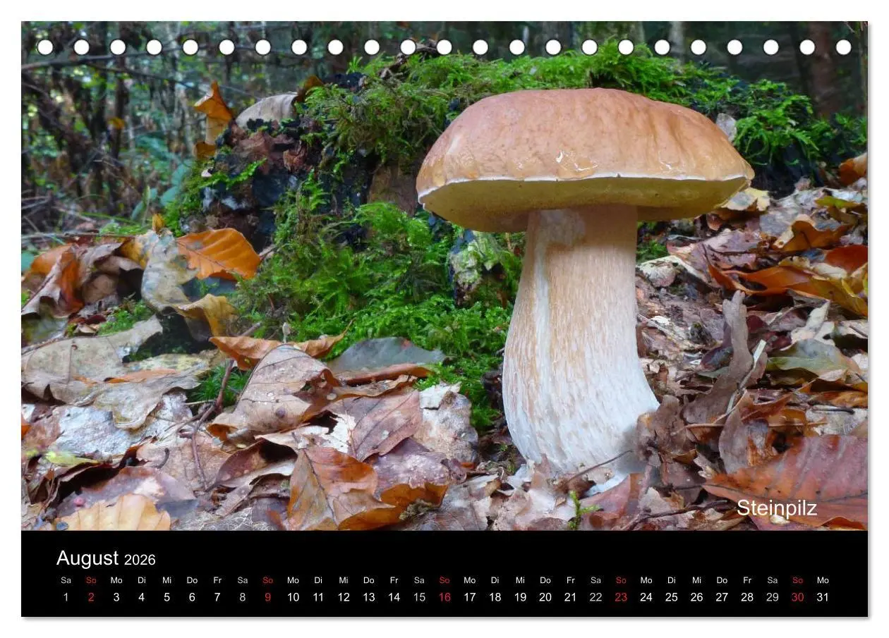 Bild: 9783516109726 | Pilzkalender (Tischkalender 2026 DIN A5 quer), CALVENDO Monatskalender