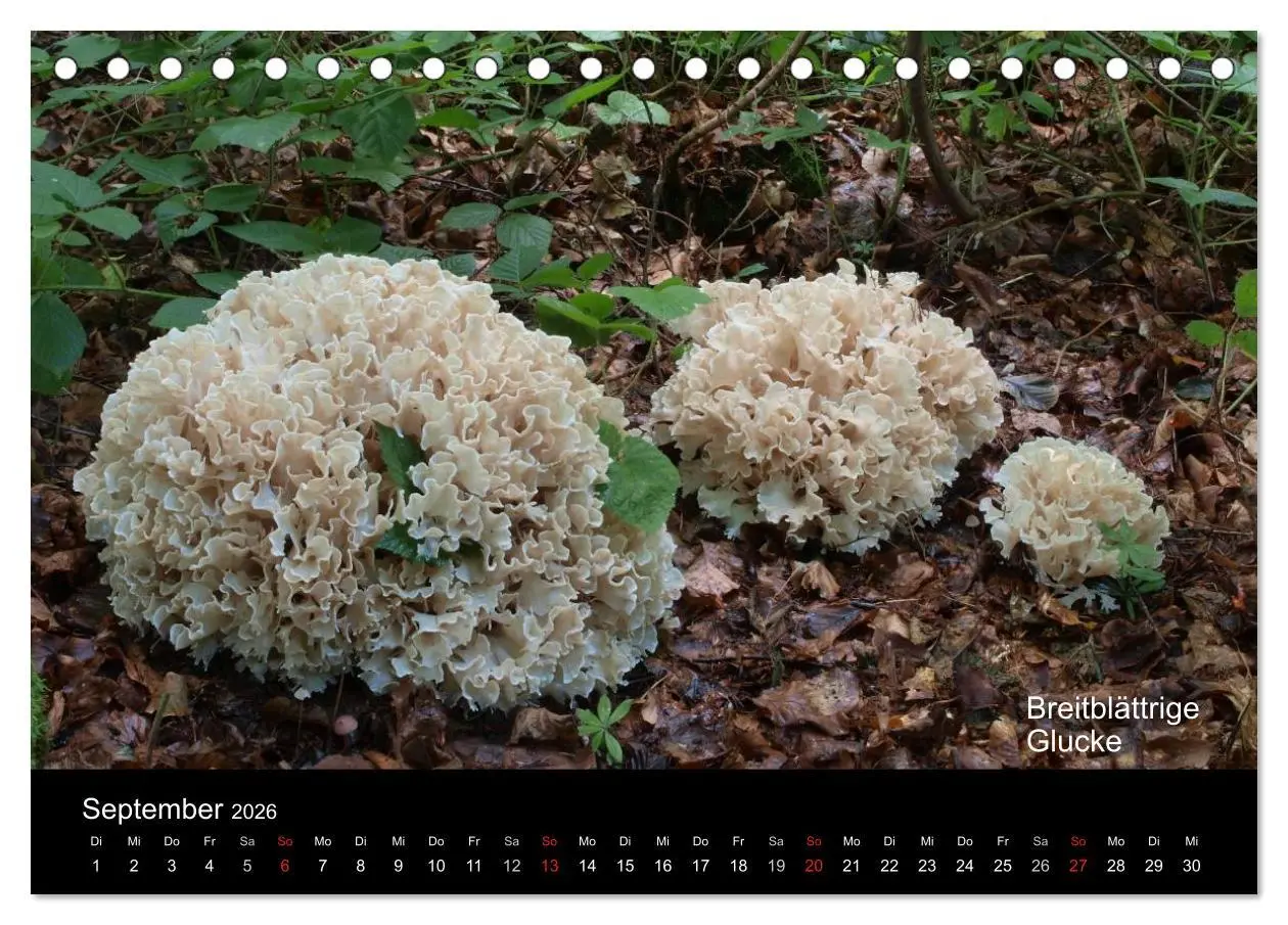 Bild: 9783516109726 | Pilzkalender (Tischkalender 2026 DIN A5 quer), CALVENDO Monatskalender