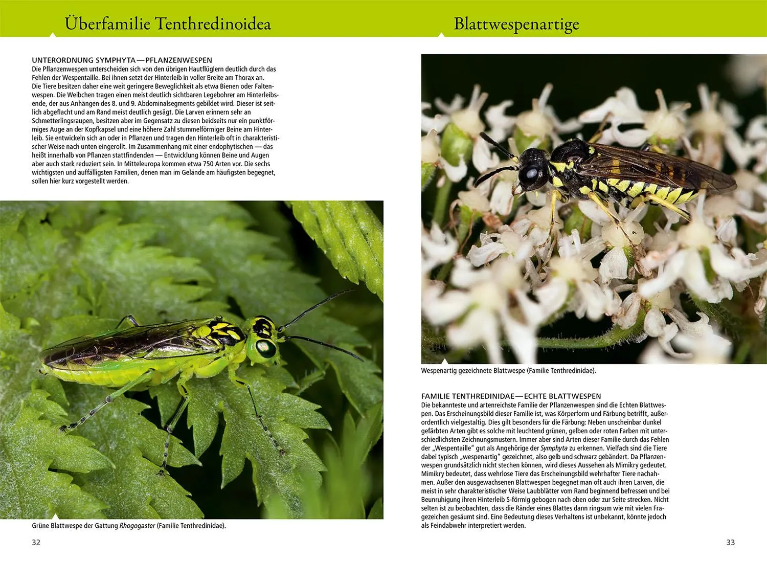 Bild: 9783440179826 | Bienen, Wespen, Ameisen | Heiko Bellmann (u. a.) | Taschenbuch | 2024