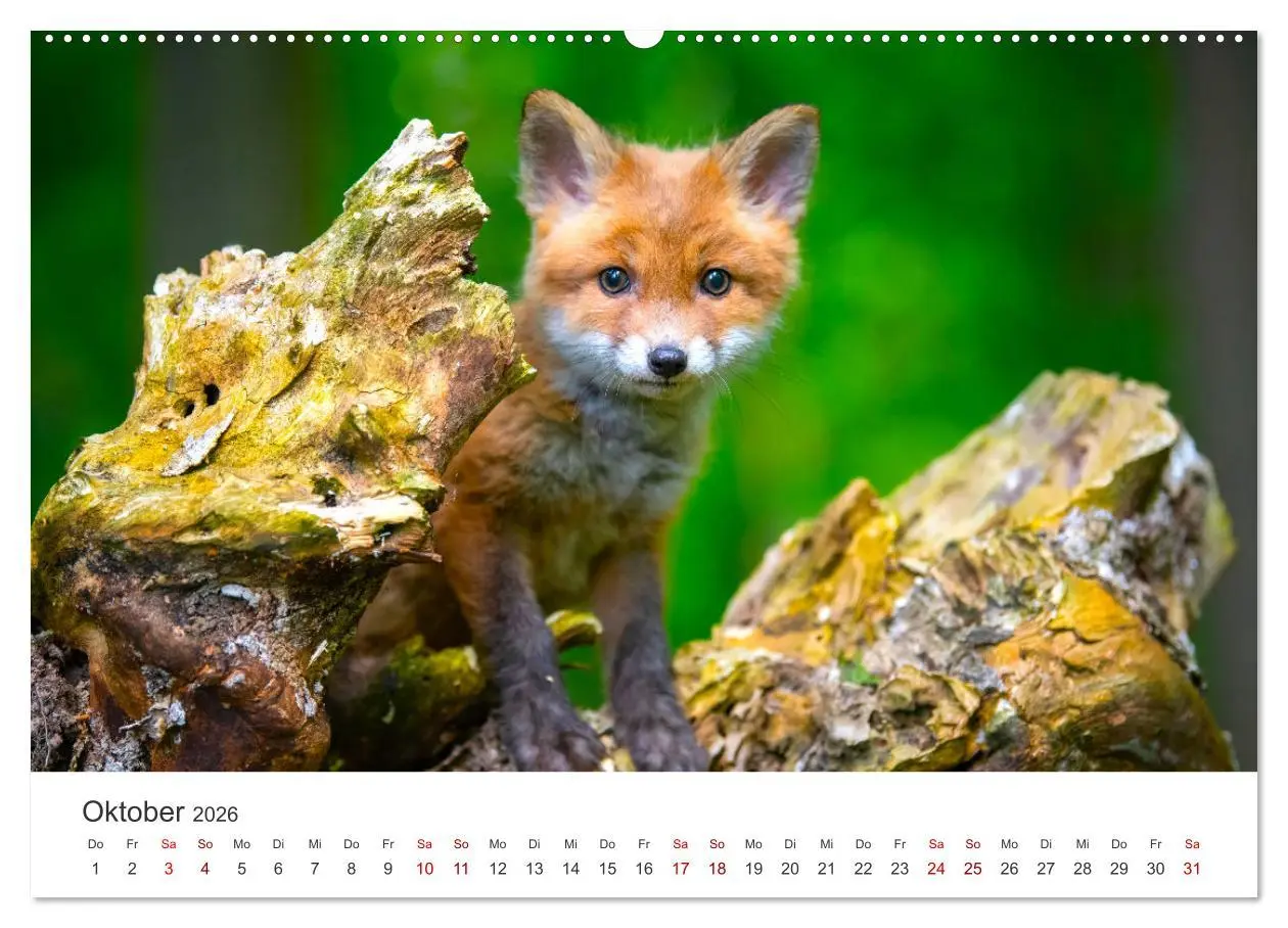 Bild: 9783457559826 | Junge Füchse - Verspielte Neugierde. (Wandkalender 2026 DIN A2...