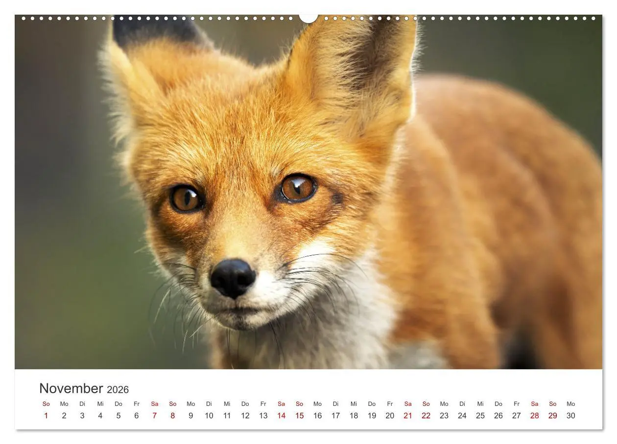 Bild: 9783457559826 | Junge Füchse - Verspielte Neugierde. (Wandkalender 2026 DIN A2...