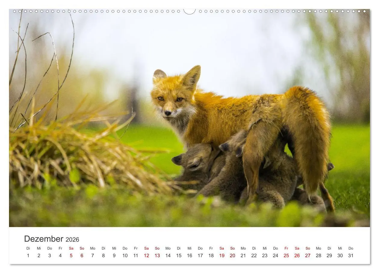 Bild: 9783457559826 | Junge Füchse - Verspielte Neugierde. (Wandkalender 2026 DIN A2...