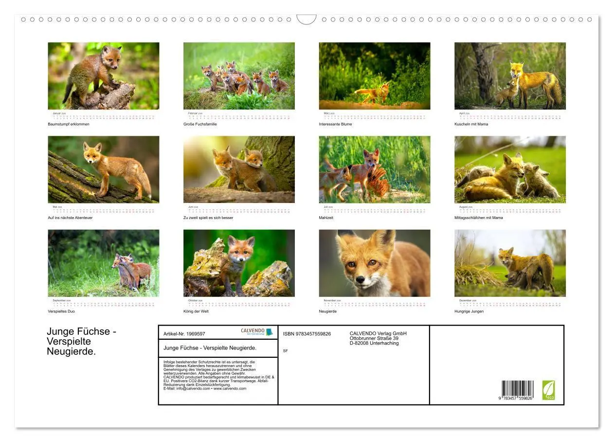 Bild: 9783457559826 | Junge Füchse - Verspielte Neugierde. (Wandkalender 2026 DIN A2...