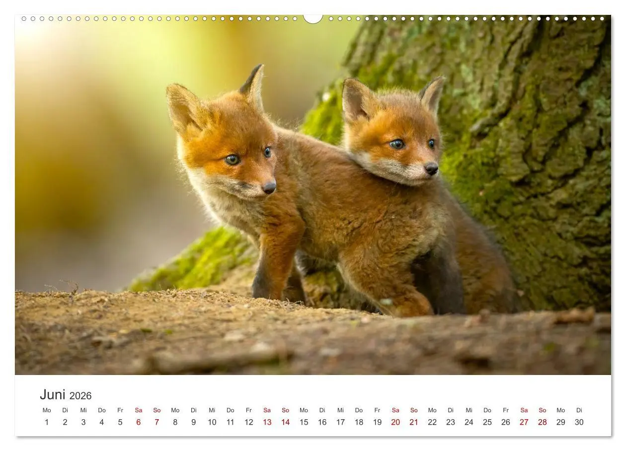 Bild: 9783457559826 | Junge Füchse - Verspielte Neugierde. (Wandkalender 2026 DIN A2...