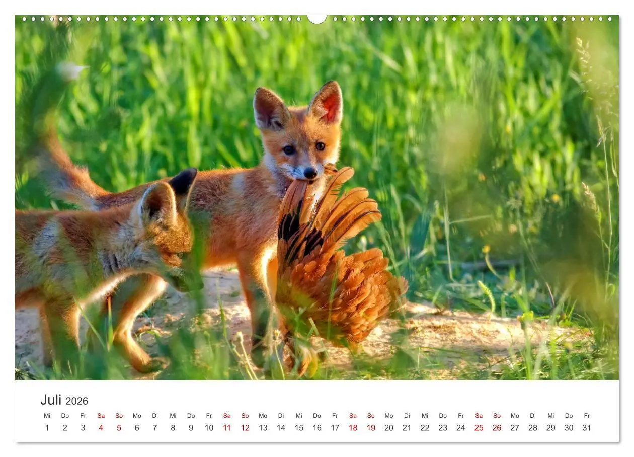 Bild: 9783457559826 | Junge Füchse - Verspielte Neugierde. (Wandkalender 2026 DIN A2...