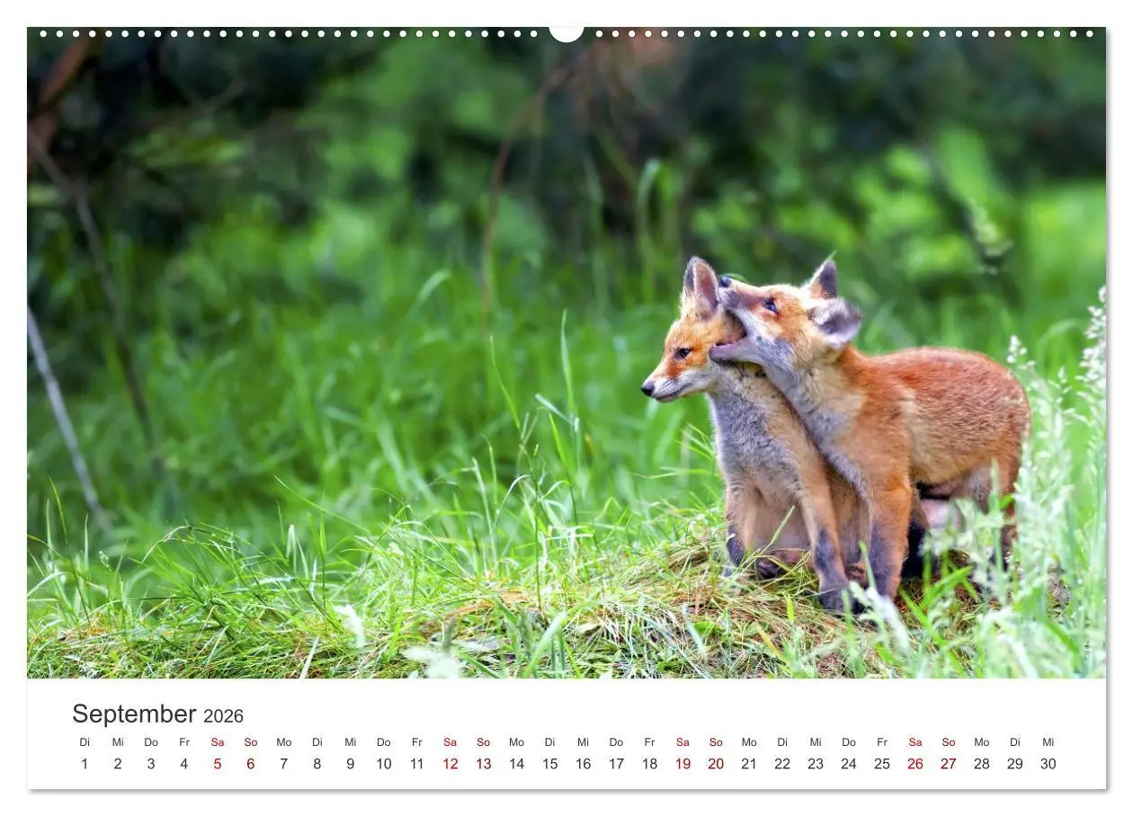 Bild: 9783457559826 | Junge Füchse - Verspielte Neugierde. (Wandkalender 2026 DIN A2...
