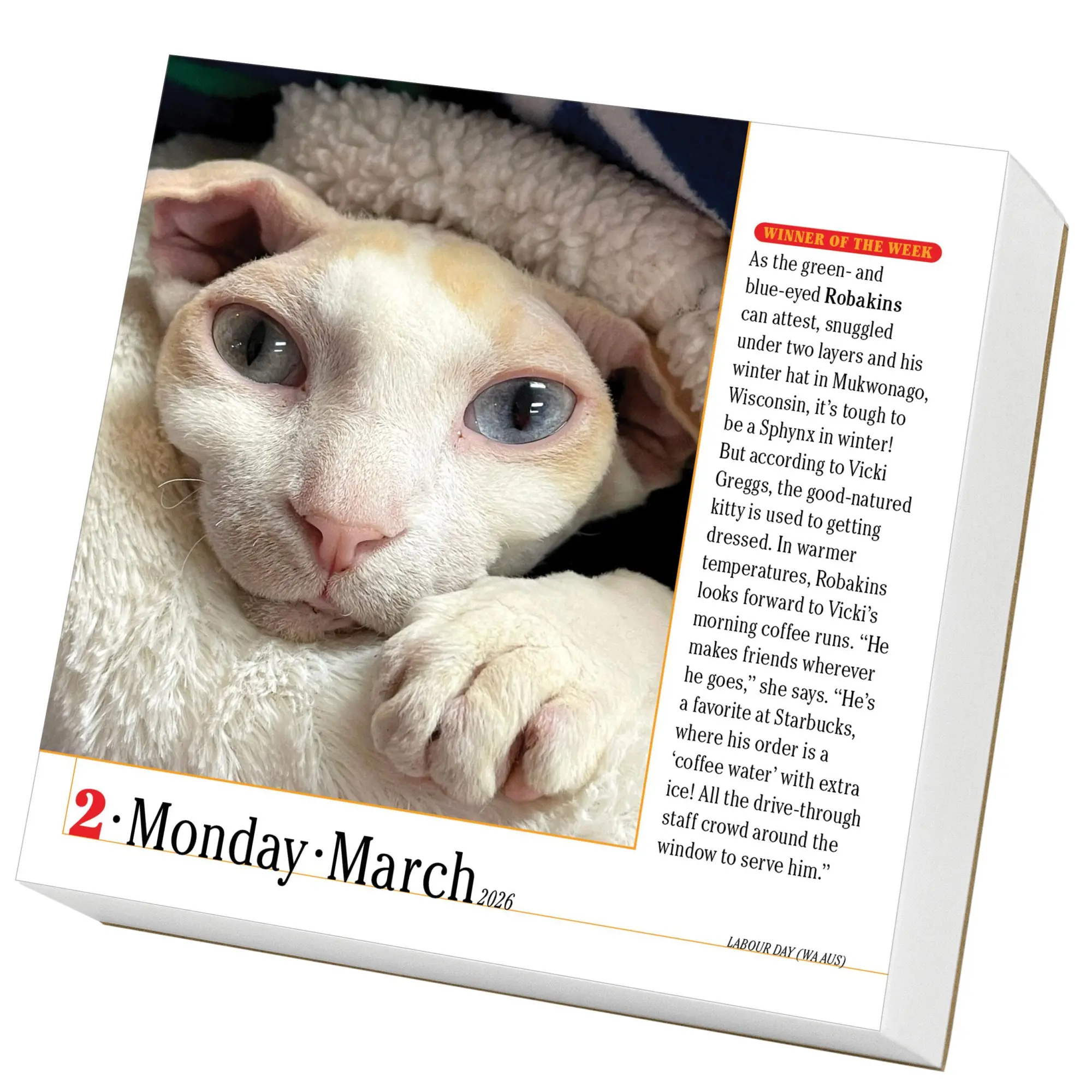 Bild: 9781523529926 | 365 Cats Page-A-Day® Calendar 2026 | The World's Favorite Cat Calendar