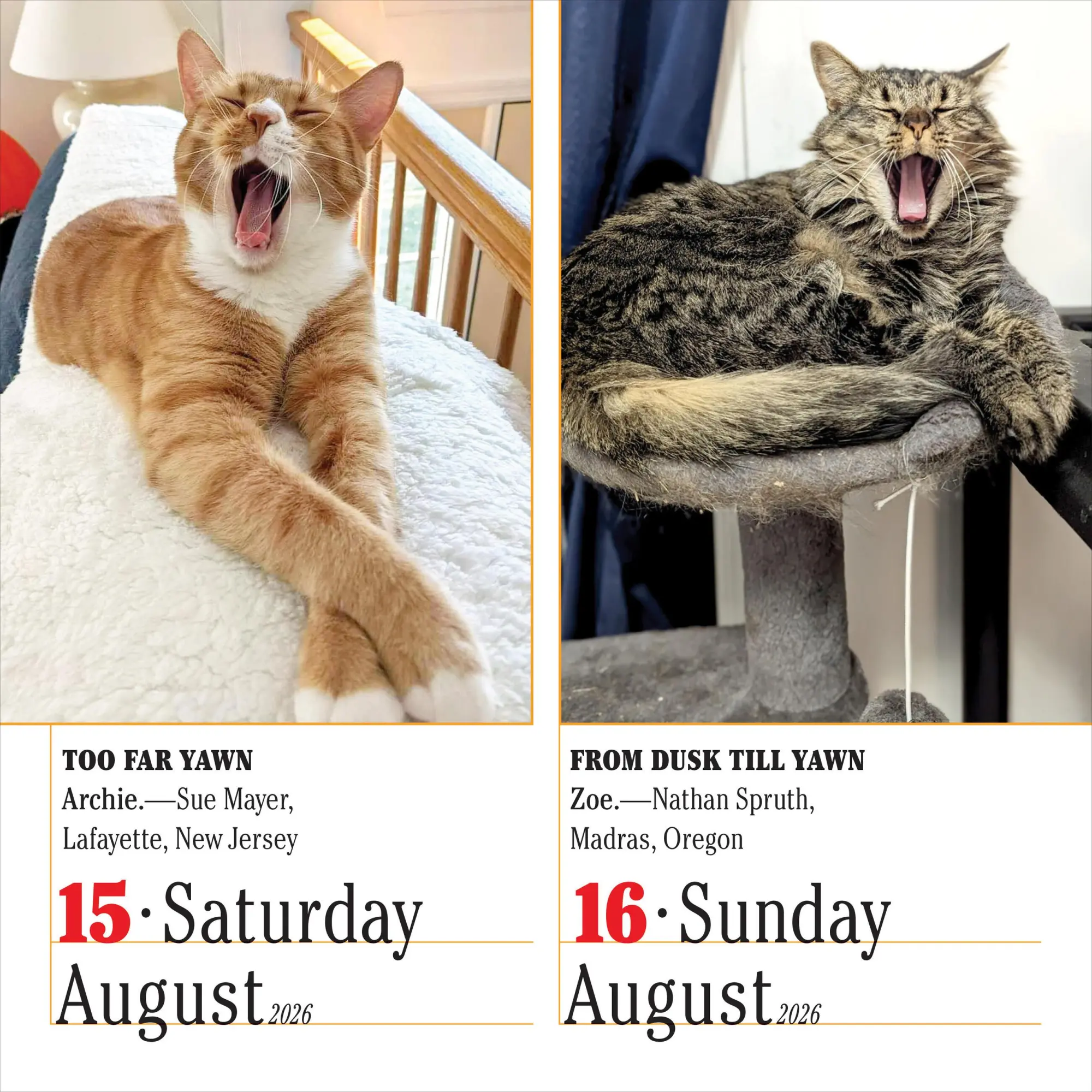 Bild: 9781523529926 | 365 Cats Page-A-Day® Calendar 2026 | The World's Favorite Cat Calendar