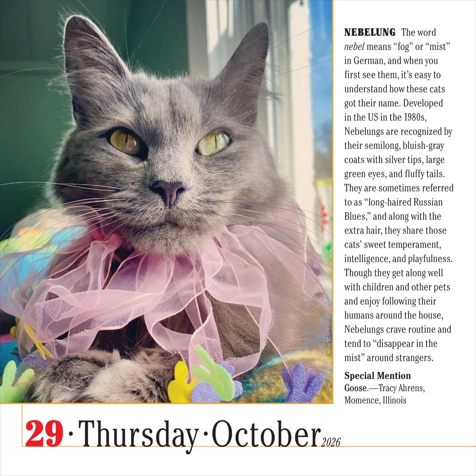 Bild: 9781523529926 | 365 Cats Page-A-Day® Calendar 2026 | The World's Favorite Cat Calendar