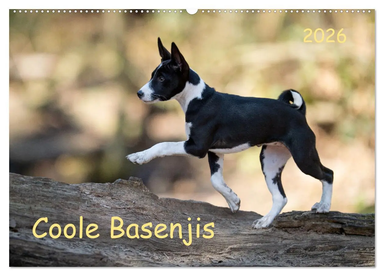 Cover: 9783457619926 | Coole Basenjis (Wandkalender 2026 DIN A2 quer), CALVENDO...