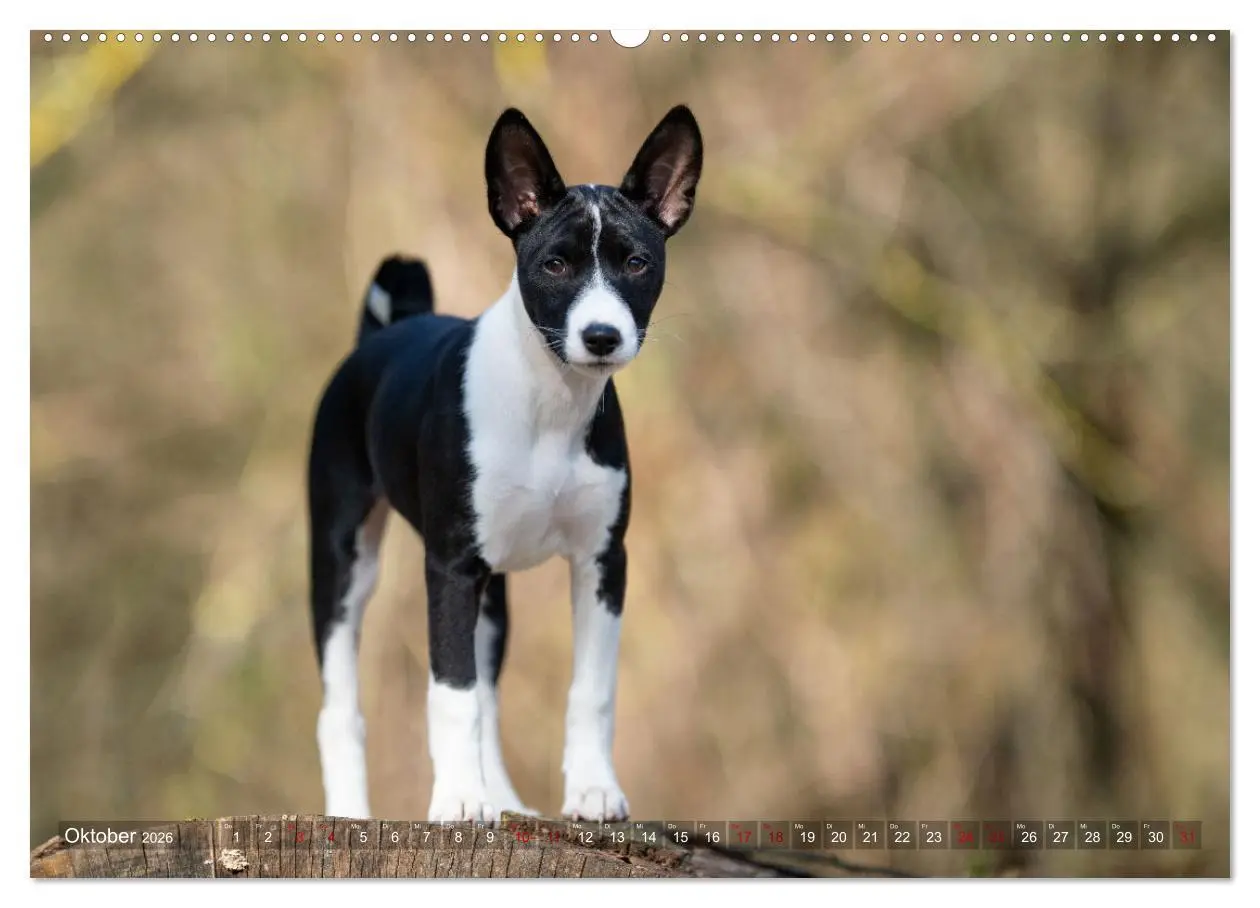 Bild: 9783457619926 | Coole Basenjis (Wandkalender 2026 DIN A2 quer), CALVENDO...