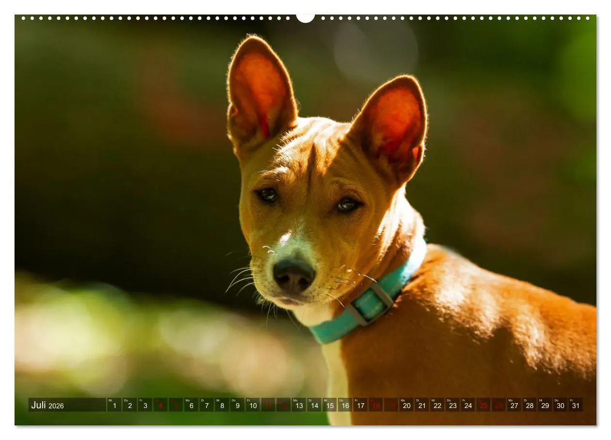 Bild: 9783457619926 | Coole Basenjis (Wandkalender 2026 DIN A2 quer), CALVENDO...