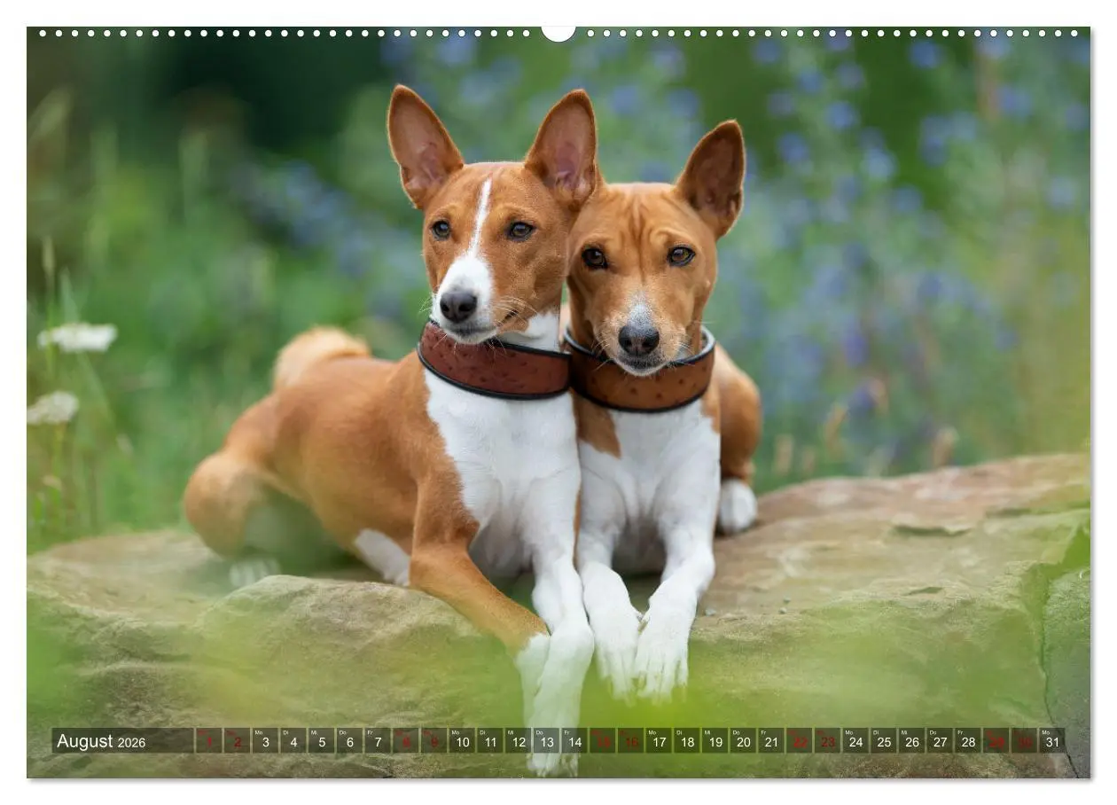 Bild: 9783457619926 | Coole Basenjis (Wandkalender 2026 DIN A2 quer), CALVENDO...