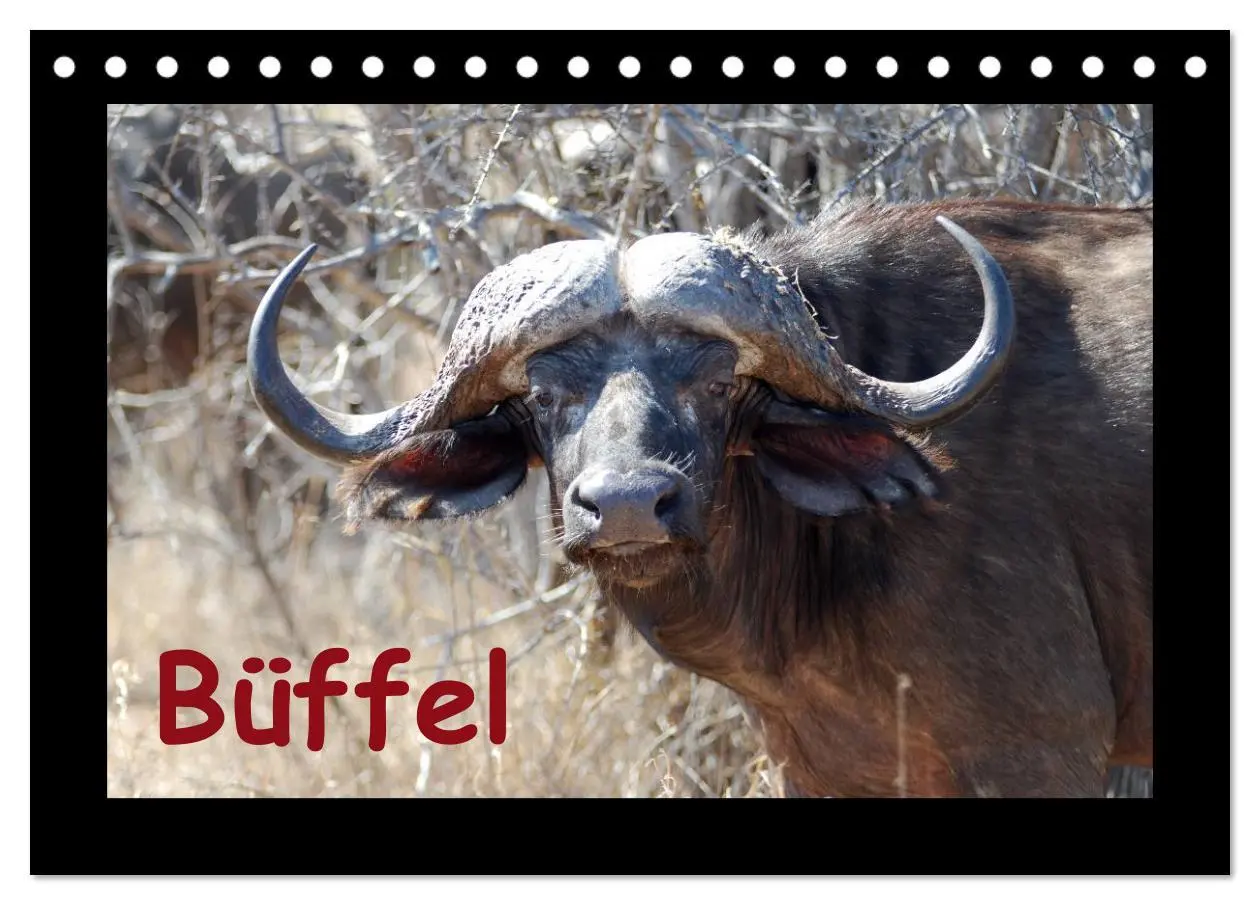 Cover: 9783516019926 | Büffel (Tischkalender 2026 DIN A5 quer), CALVENDO Monatskalender | Ohm