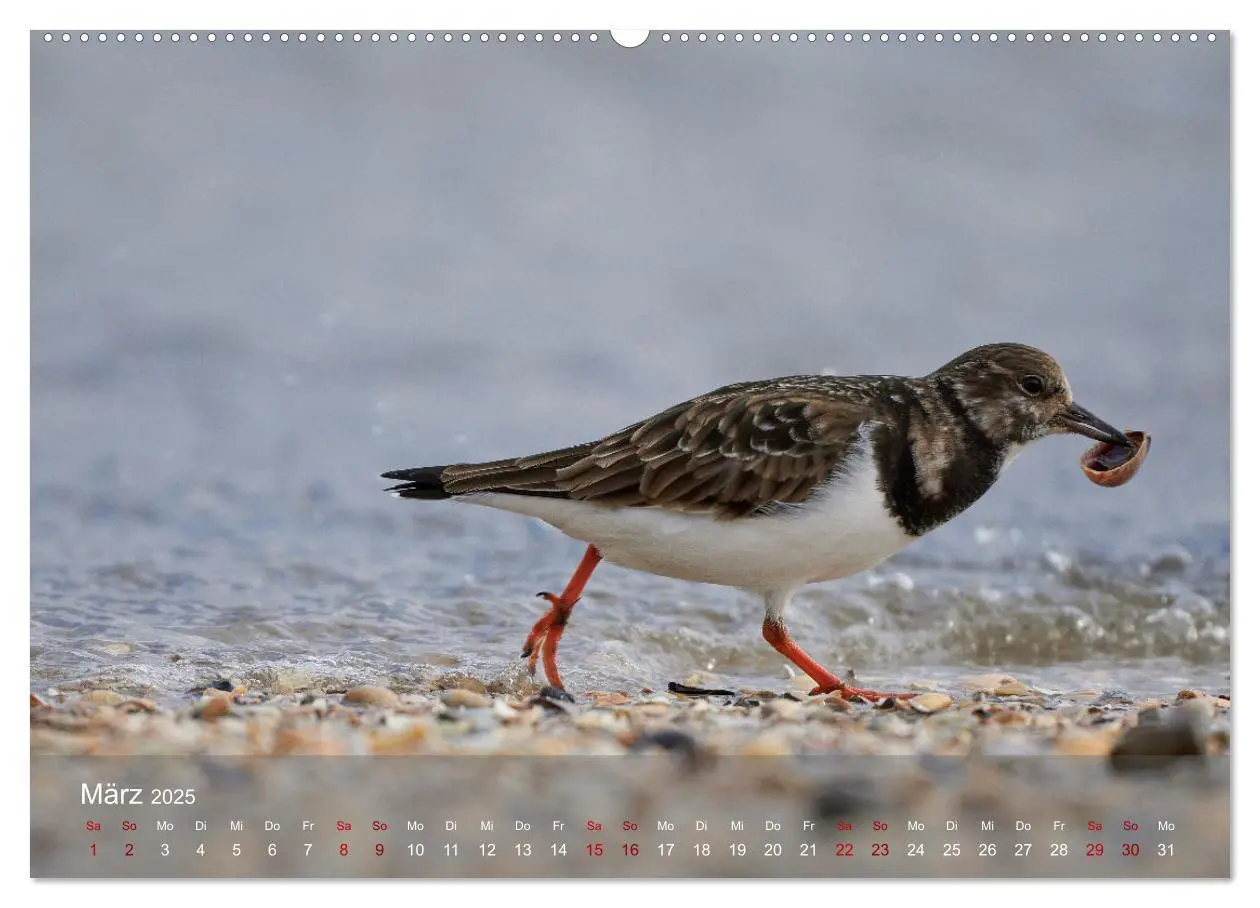 Bild: 9783435020027 | Vögel an Deutschlands Küsten (Wandkalender 2025 DIN A2 quer),...