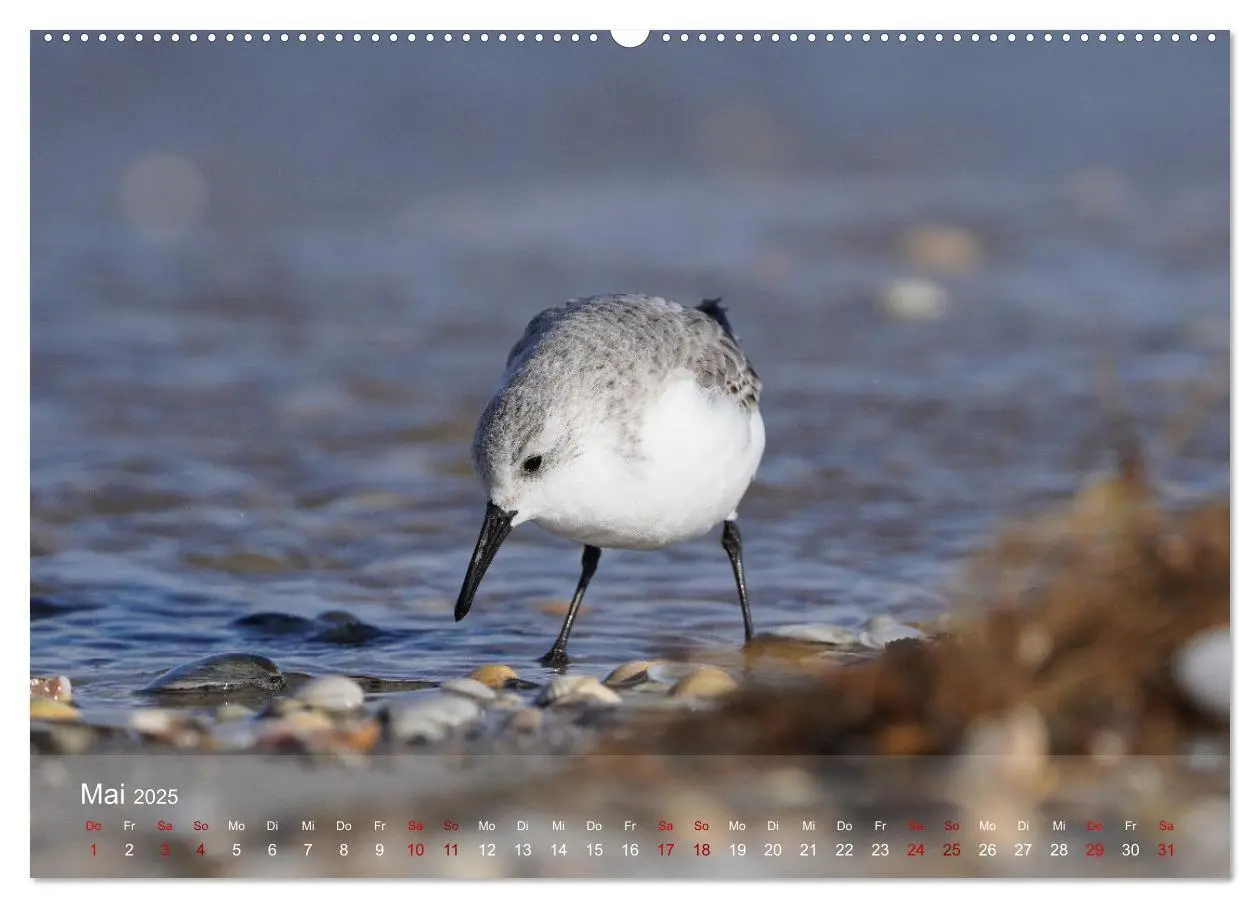 Bild: 9783435020027 | Vögel an Deutschlands Küsten (Wandkalender 2025 DIN A2 quer),...