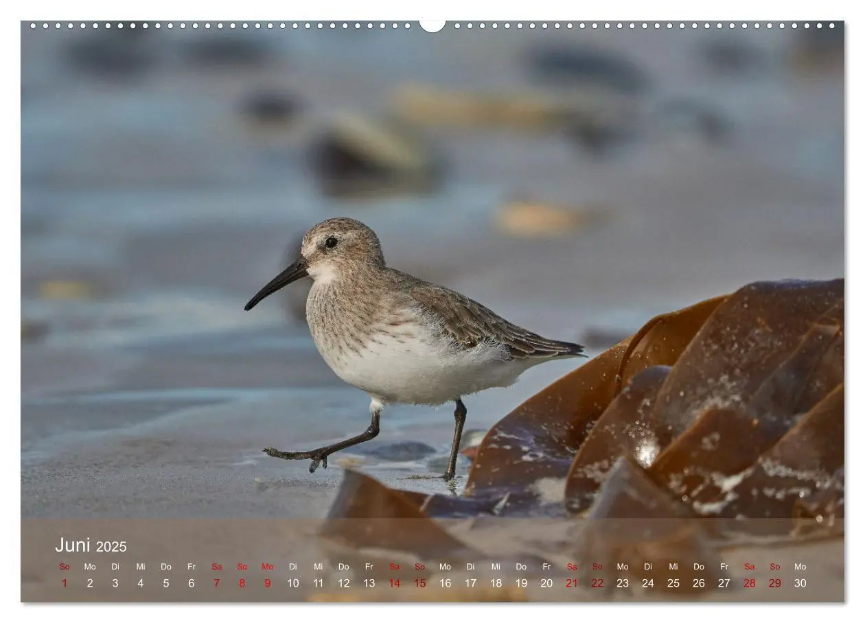 Bild: 9783435020027 | Vögel an Deutschlands Küsten (Wandkalender 2025 DIN A2 quer),...