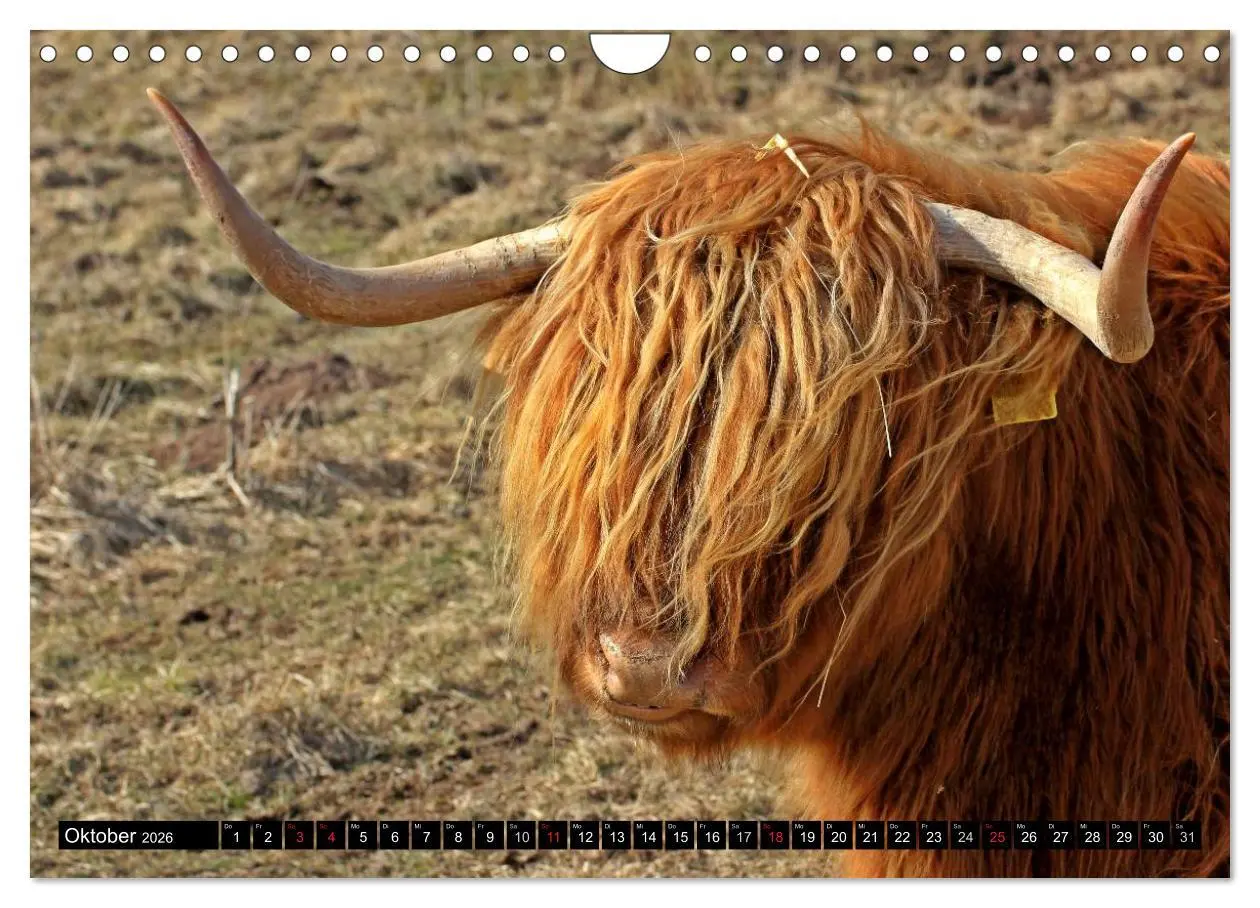 Bild: 9783457970027 | Das Schottische Hochlandrind (Wandkalender 2026 DIN A4 quer),...