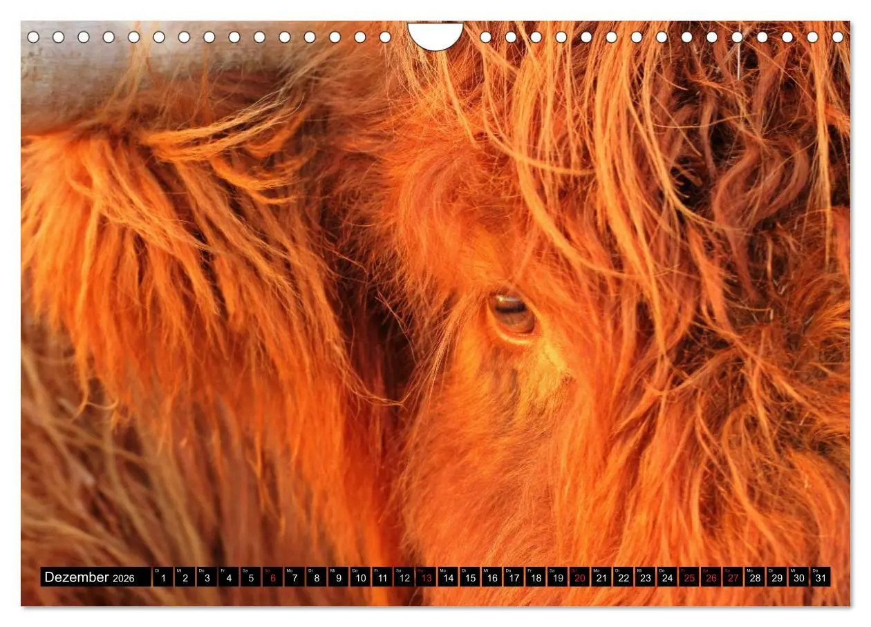 Bild: 9783457970027 | Das Schottische Hochlandrind (Wandkalender 2026 DIN A4 quer),...