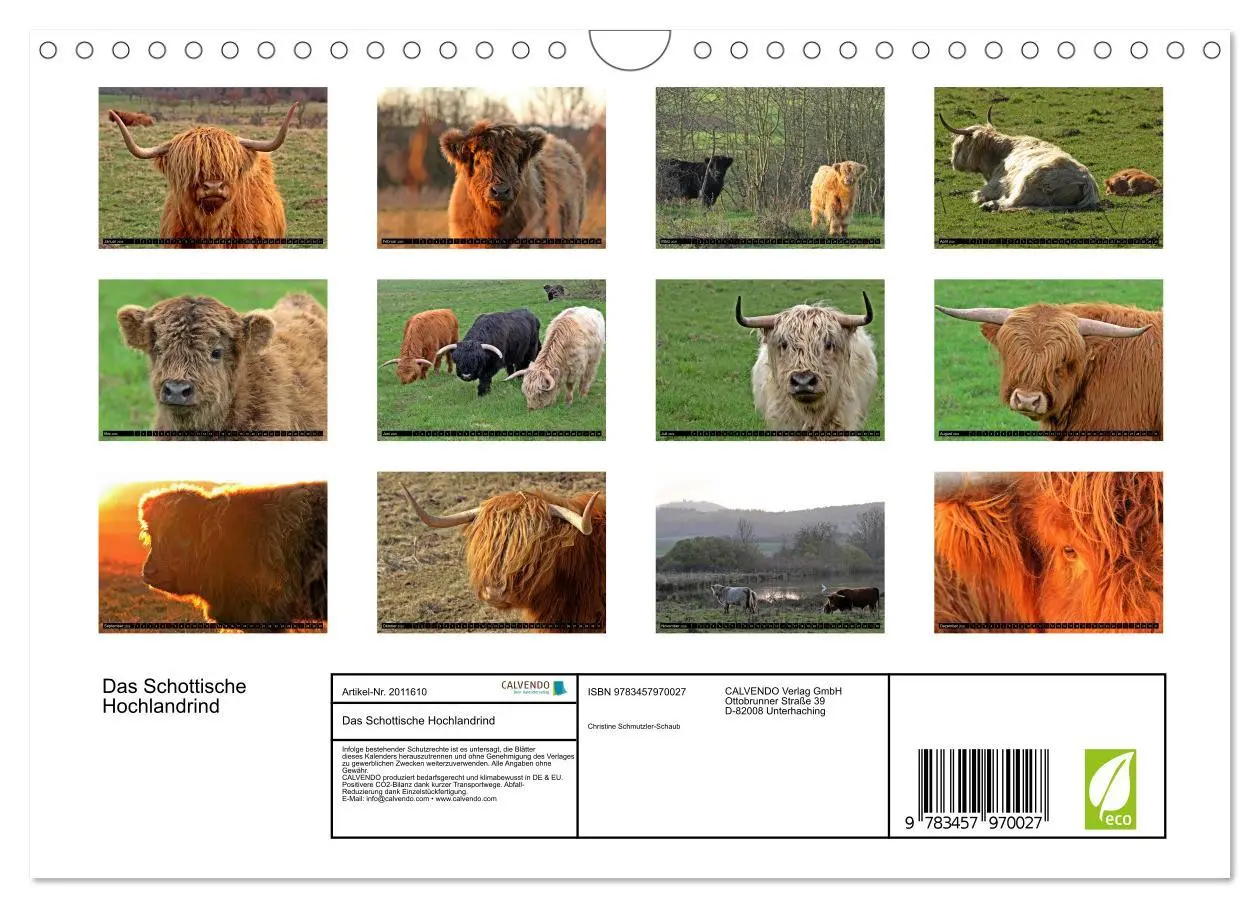 Bild: 9783457970027 | Das Schottische Hochlandrind (Wandkalender 2026 DIN A4 quer),...