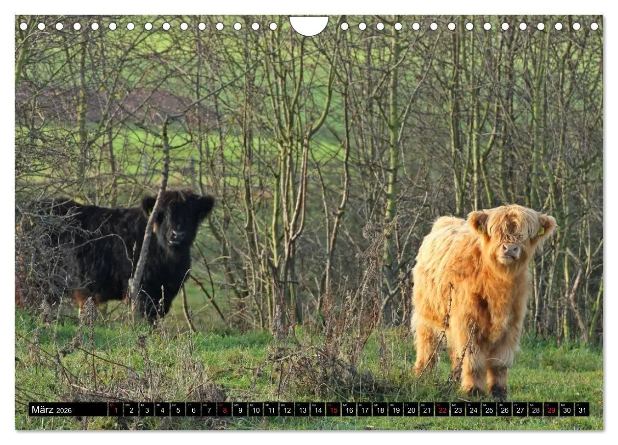 Bild: 9783457970027 | Das Schottische Hochlandrind (Wandkalender 2026 DIN A4 quer),...