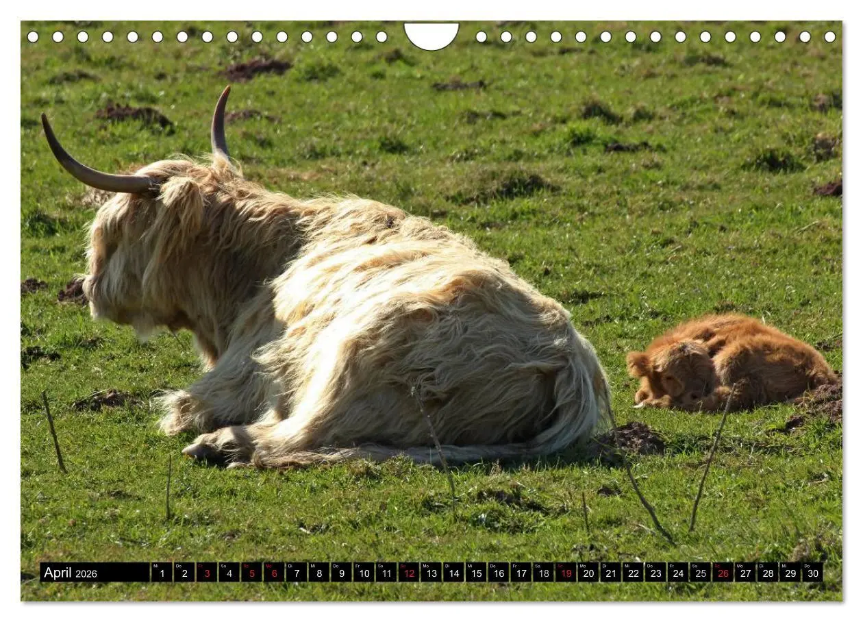 Bild: 9783457970027 | Das Schottische Hochlandrind (Wandkalender 2026 DIN A4 quer),...