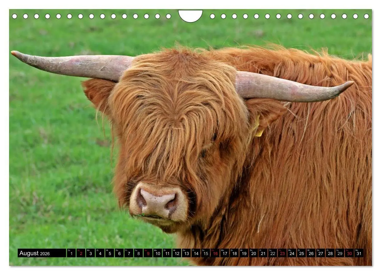 Bild: 9783457970027 | Das Schottische Hochlandrind (Wandkalender 2026 DIN A4 quer),...
