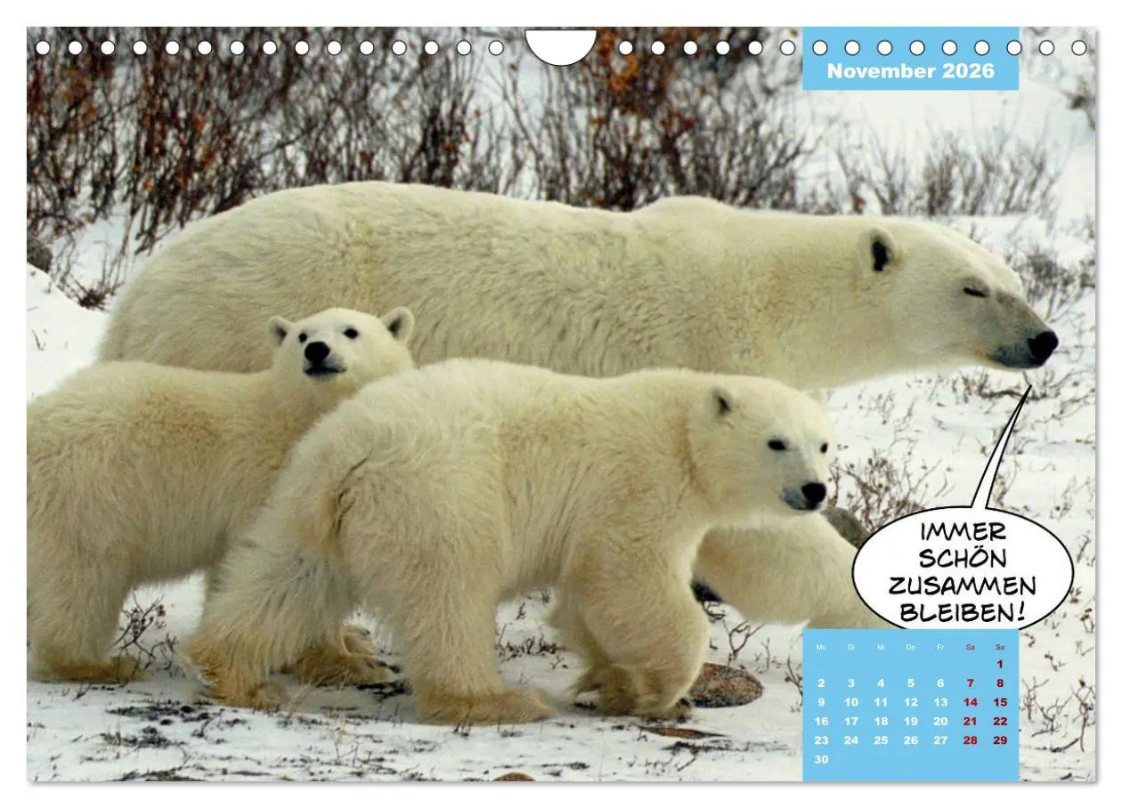 Bild: 9783457720127 | Lustige Eisbären (Wandkalender 2026 DIN A4 quer), CALVENDO...