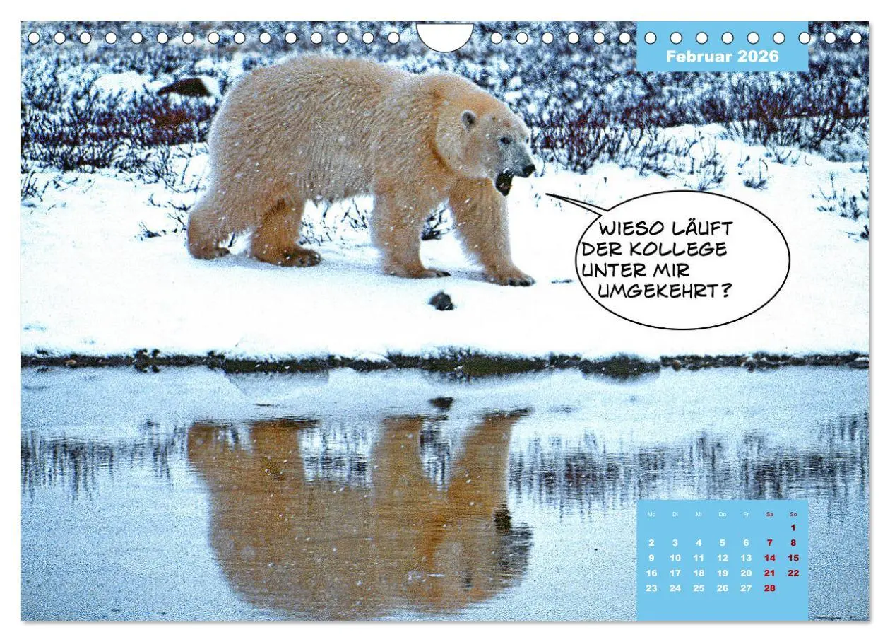 Bild: 9783457720127 | Lustige Eisbären (Wandkalender 2026 DIN A4 quer), CALVENDO...