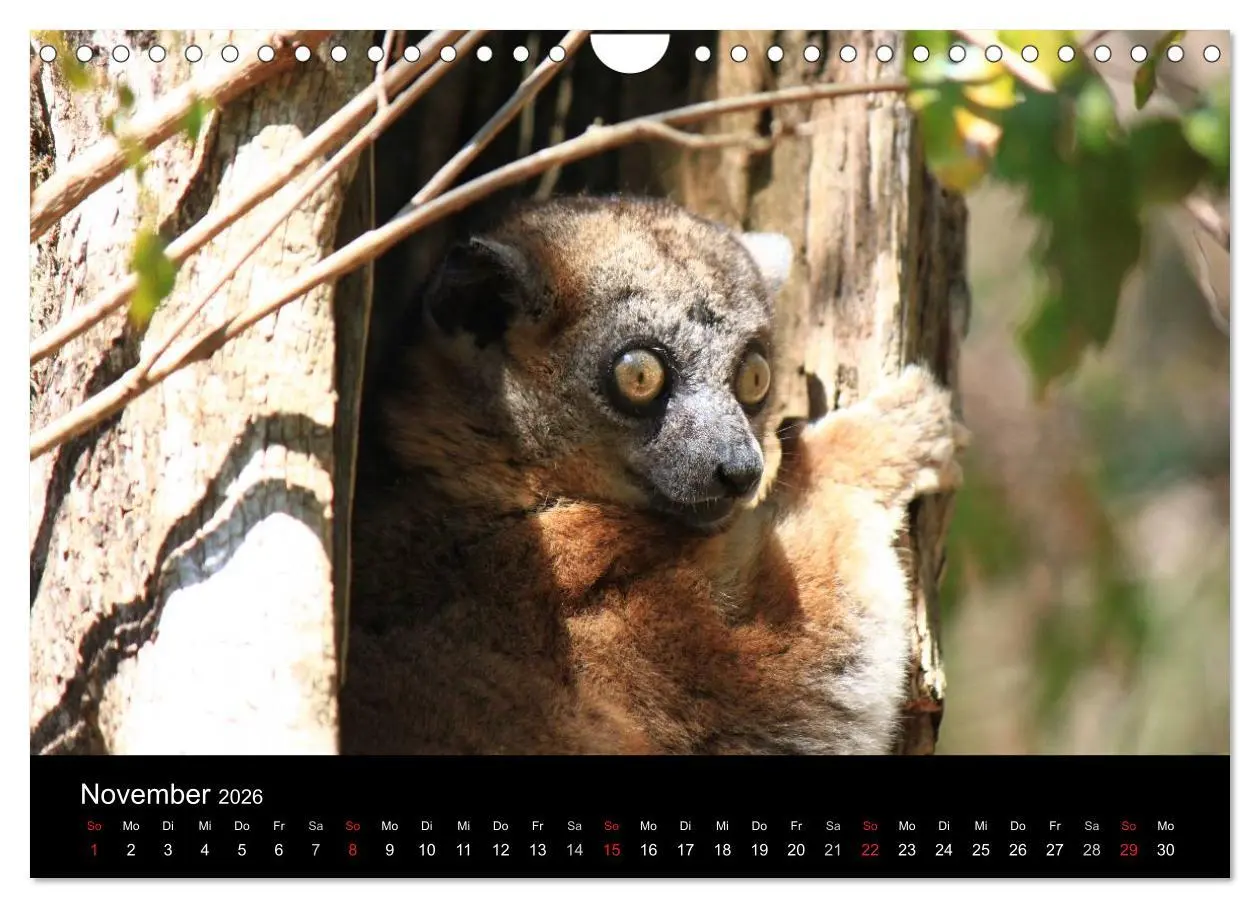 Bild: 9783457960127 | Abenteuer Madagaskar (Wandkalender 2026 DIN A4 quer), CALVENDO...