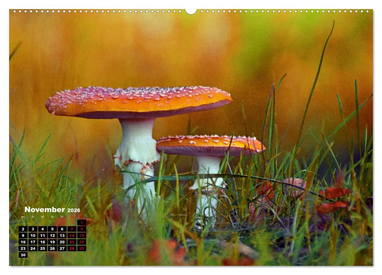 Bild: 9783457480427 | Pilzmagie (Wandkalender 2026 DIN A2 quer), CALVENDO Monatskalender