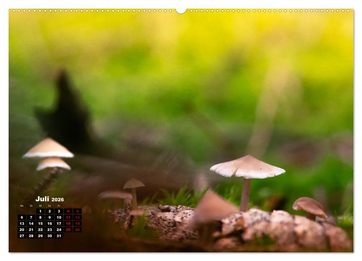 Bild: 9783457480427 | Pilzmagie (Wandkalender 2026 DIN A2 quer), CALVENDO Monatskalender