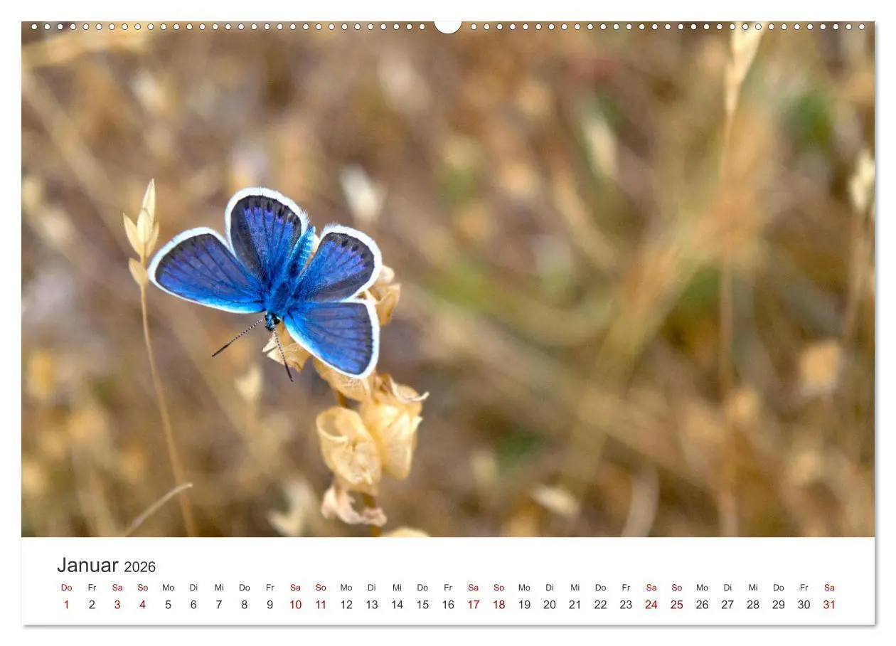 Bild: 9783457550427 | Traumhaft schöne Schmetterlinge (Wandkalender 2026 DIN A2 quer),...