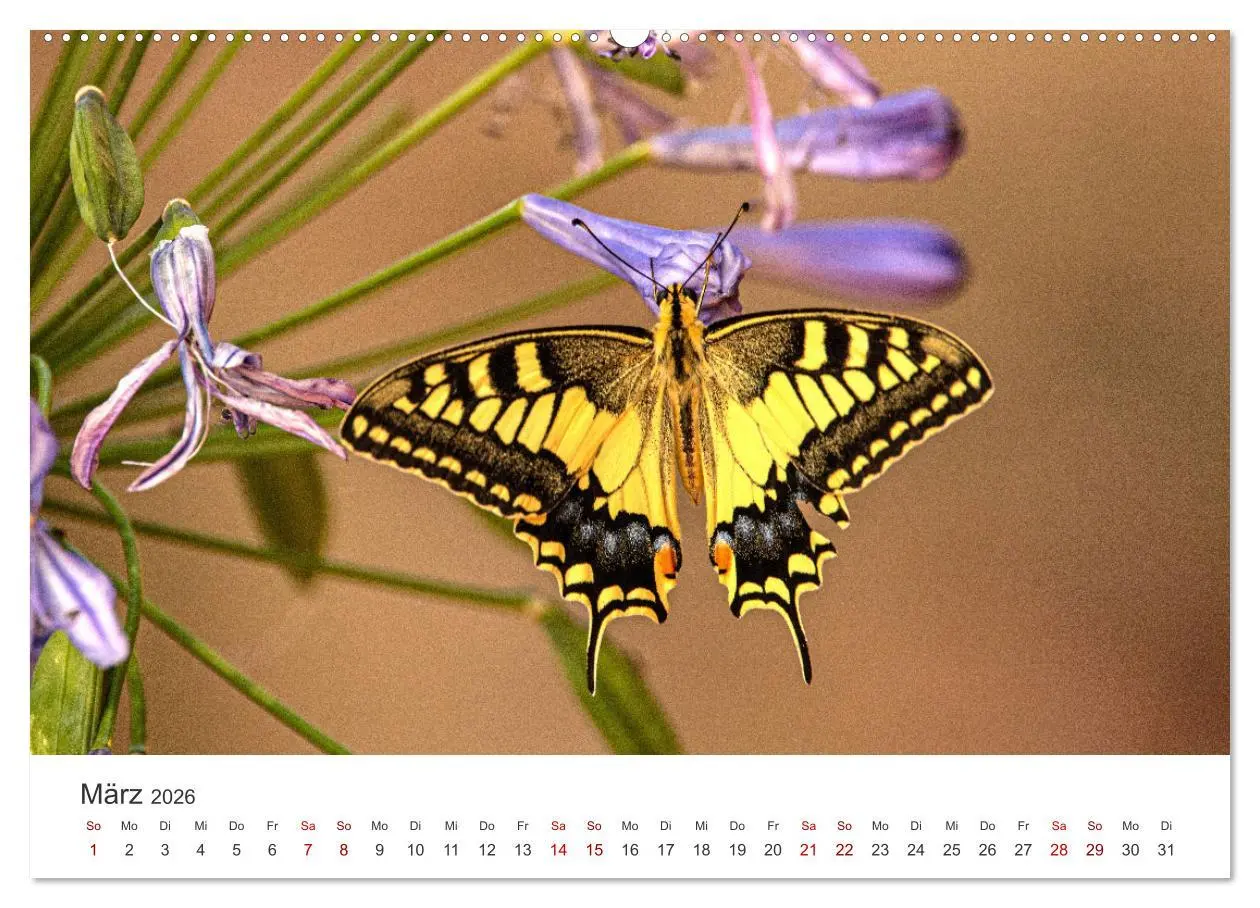 Bild: 9783457550427 | Traumhaft schöne Schmetterlinge (Wandkalender 2026 DIN A2 quer),...
