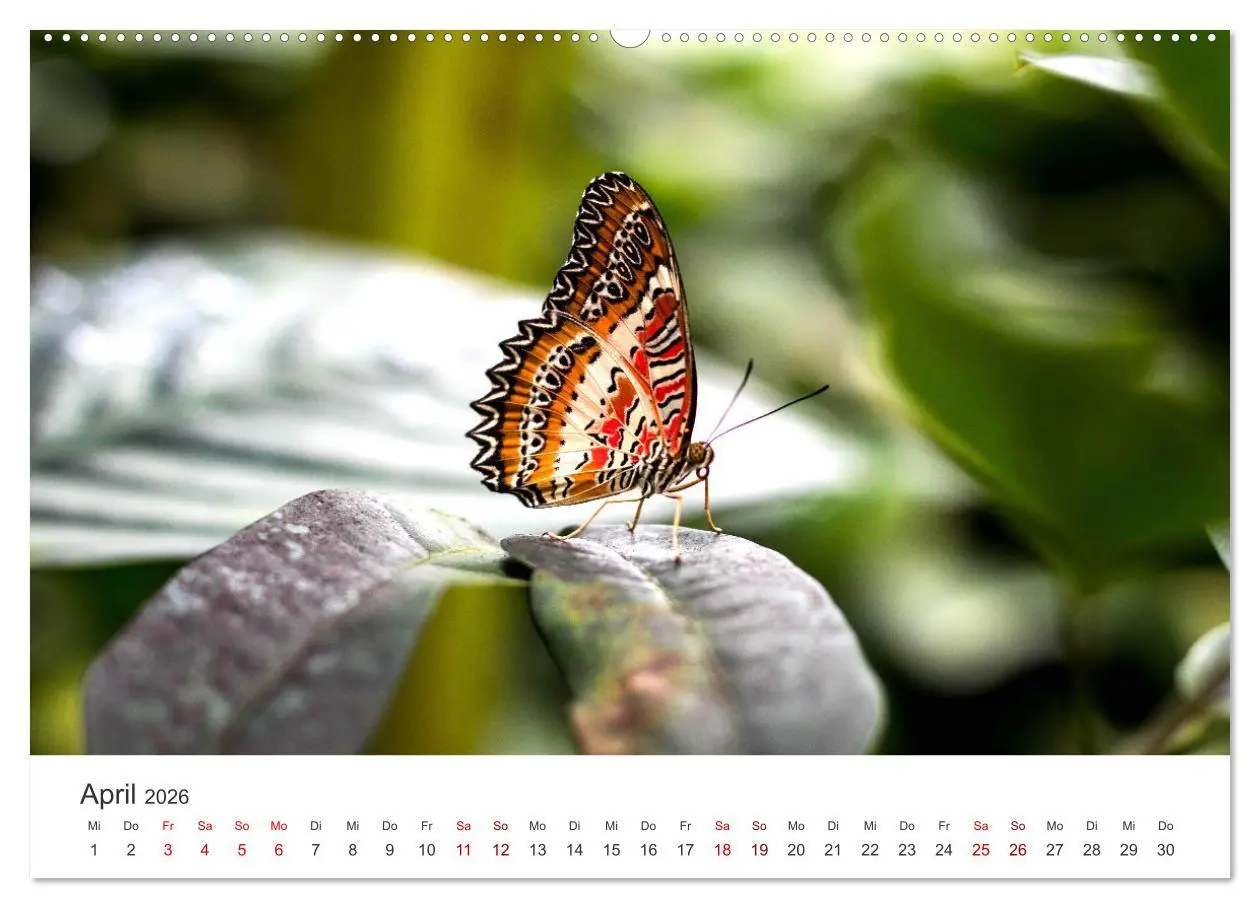 Bild: 9783457550427 | Traumhaft schöne Schmetterlinge (Wandkalender 2026 DIN A2 quer),...