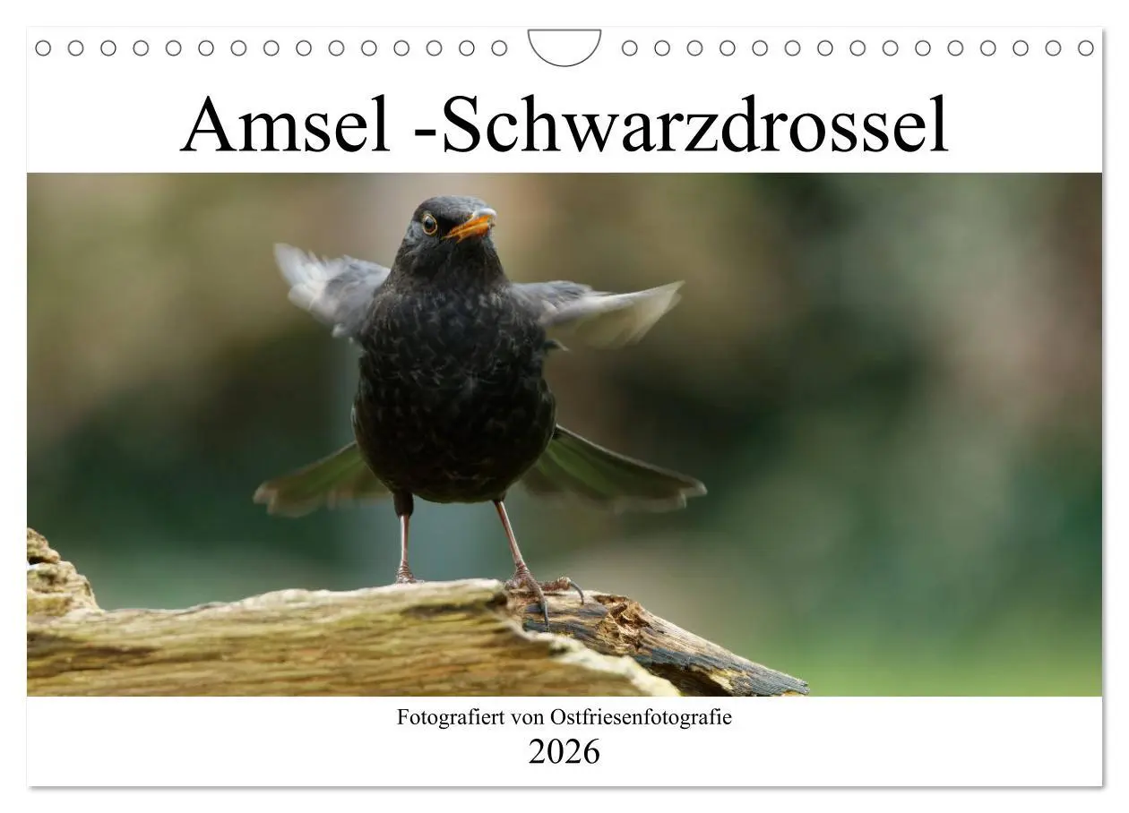 Cover: 9783457620427 | Amsel - Schwarzdrossel fotografiert von Ostfriesenfotografie...