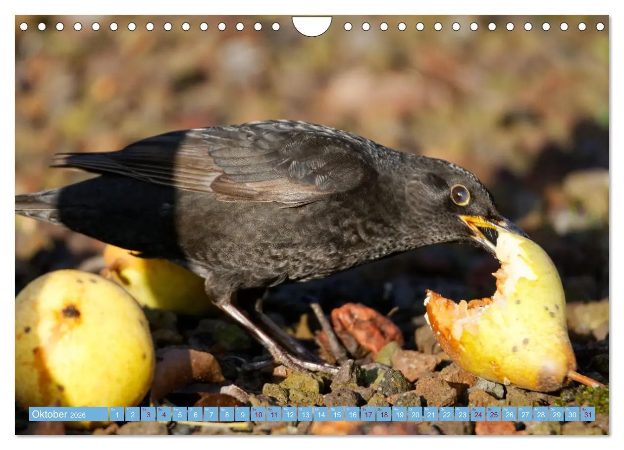 Bild: 9783457620427 | Amsel - Schwarzdrossel fotografiert von Ostfriesenfotografie...