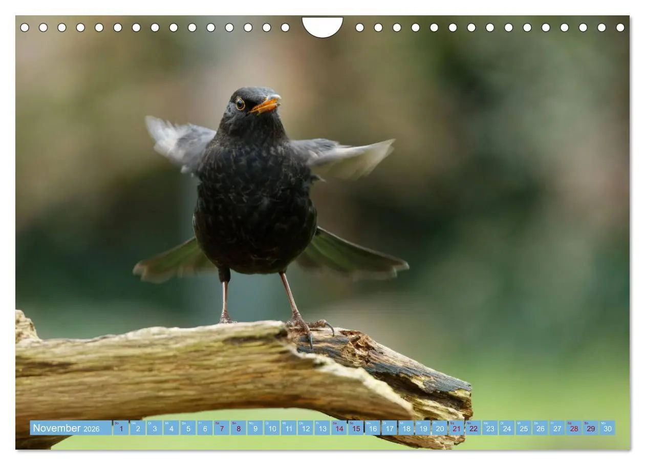 Bild: 9783457620427 | Amsel - Schwarzdrossel fotografiert von Ostfriesenfotografie...