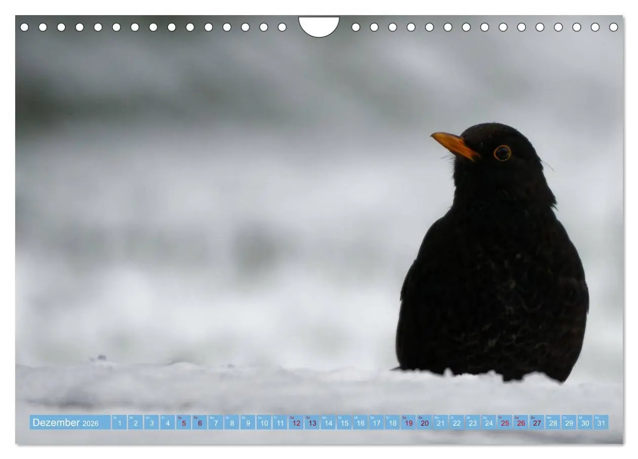 Bild: 9783457620427 | Amsel - Schwarzdrossel fotografiert von Ostfriesenfotografie...