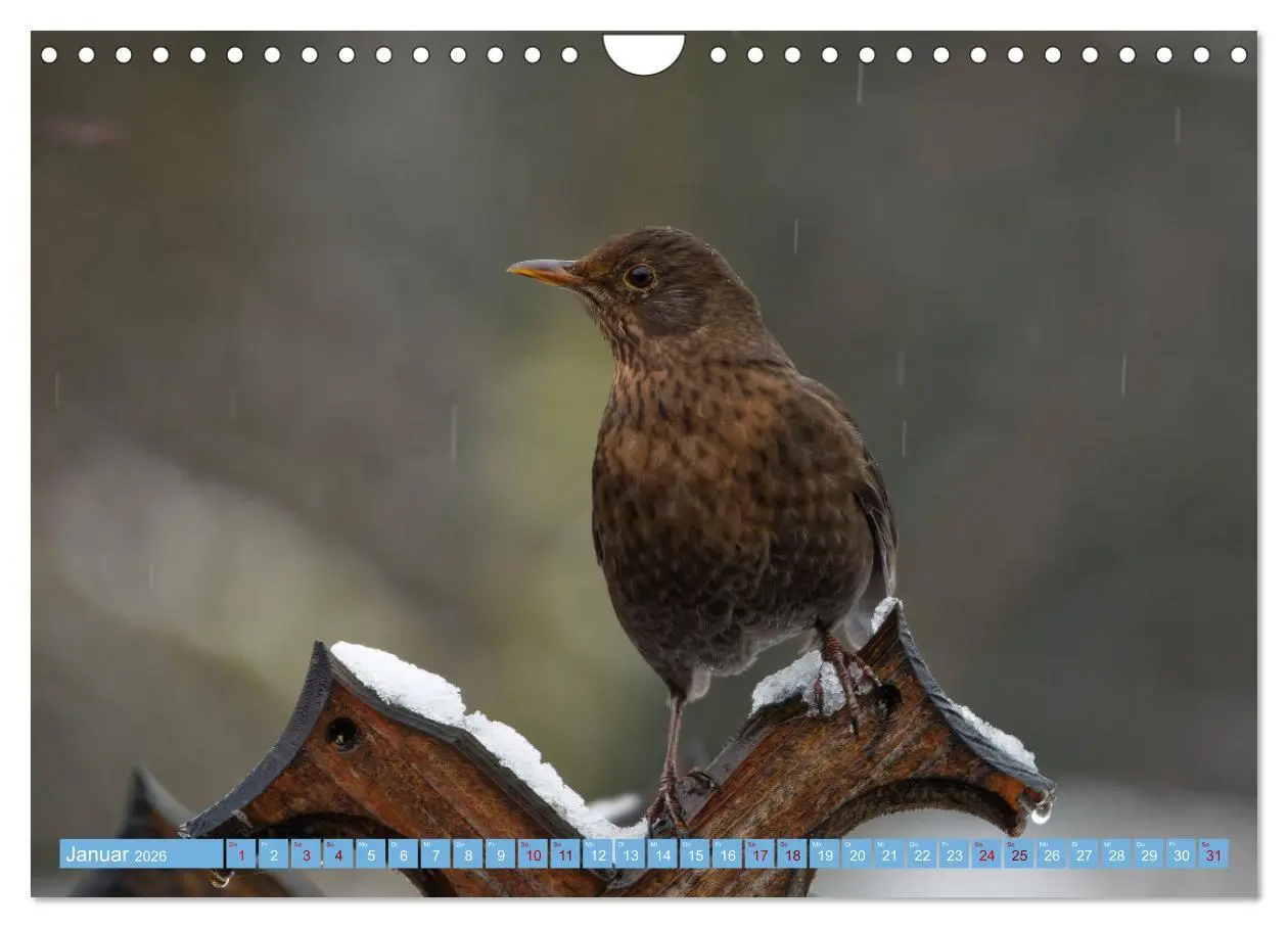 Bild: 9783457620427 | Amsel - Schwarzdrossel fotografiert von Ostfriesenfotografie...